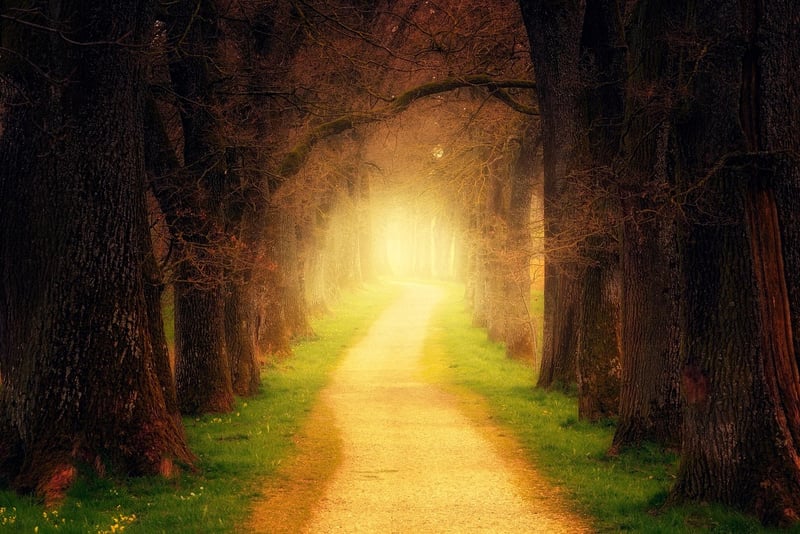 Forest Retreat